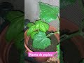 Huerto Casero #huertourbano #video #growyourownfood #youtubeshorts #shorts #fyp #youtube #ytshorts