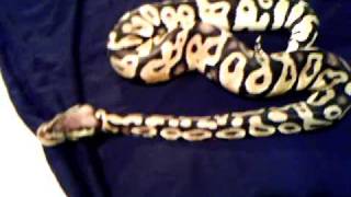 Lemon Pastel Ball Python (male)