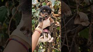 Tiny abandoned puppy  rescued/socialized/adopted #stray #cute #training