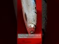 Poomeen Or Milk Fish 