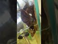 [海のカタツムリ！？]水槽から逃げようとする貝達…