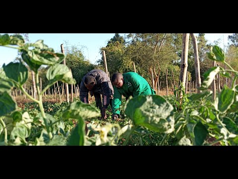 Video: Bomba La Umwagiliaji Wa Kujiongezea: Chagua Bomba Ya Umwagiliaji Ya Bustani Inayopanuka, Sifa Za Bomba Linaloweza Kupanuliwa La XHose