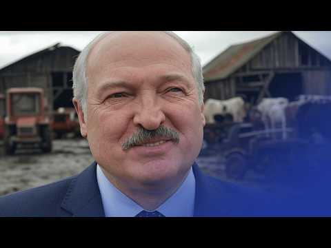 105 тысяч коров исчезли / Сельхоз-катастрофа в Беларуси / Лукашенко «развивает» село /