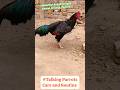 Aseel Murga🐓| Aseel Murgha 🐓| Aseel Rooster🐓#aseel #murga #pets #aseelmurga #shorts #youtubeshorts