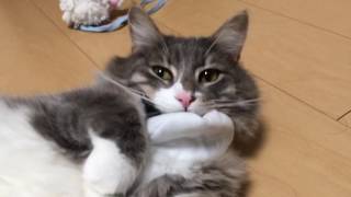 おまわりさん になった猫 ノルウェージャンフォレストキャットA cat has become a policeman.Norwegian Forest cat.