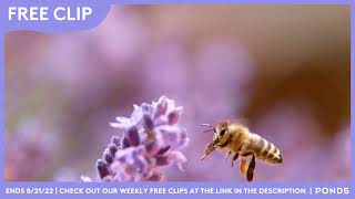 Free Clip - Bees To Honey