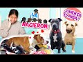 🐶¡YA NACIEROOON LOS BEBÉS DE MASHA! ♥️¿QUIÉN ES EL PAPÁ? ¿CUÁNTOS SON? 🐕‍🦺🦮| ¡NUEVOS CACHORROS! 🎊