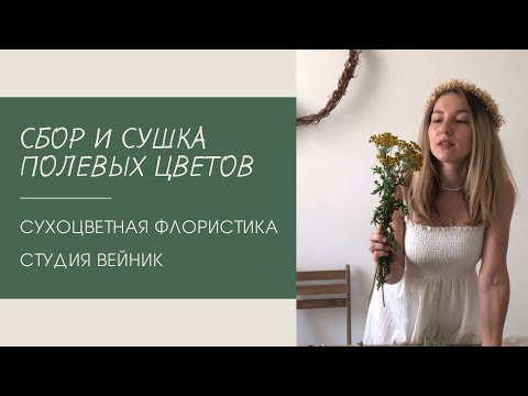 Сушка полевых цветов (пижма). Сухоцветная флористика.