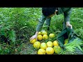 Harvest wild pomelos, weave bamboo mats - Looking for the best feed for pigs - off-grid | Ep.55