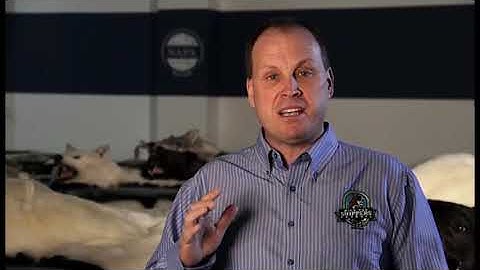 Muskrats: From the Marsh to Mainstreet