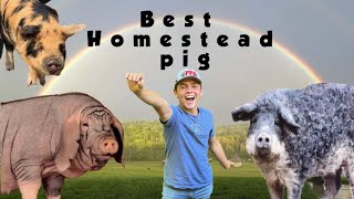 What is the best Homestead Pig - Meishan Vs Mangalitsa Vs Kune Kune by Smoky Mountain Homestead 2,053 views 5 months ago 9 minutes, 24 seconds