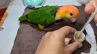 Hand Feeding White Zebra Finch And White-bellied Parrot 20230813 by Nissan Tseng 2,870 views 9 months ago 3 minutes, 44 seconds