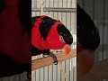 The winged guard never sleeps