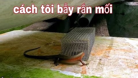 Dùng cách này tôi bắt được rất nhiều rắn mối