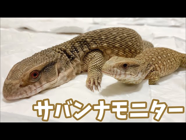 We compared two Savannah monitors two months apart in ageand