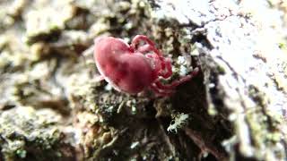 Velvet Mite Grooming