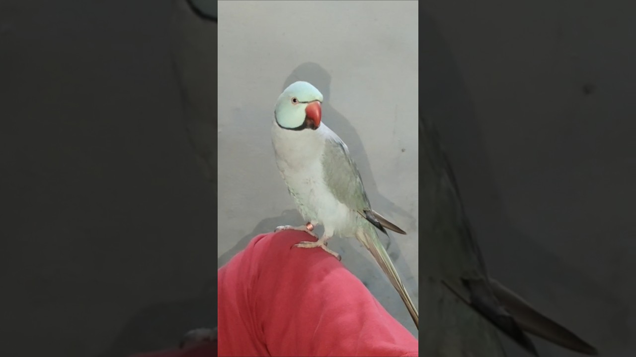 Amazing Attitude Of Talking Parrot Kiwibeta 😂🔥