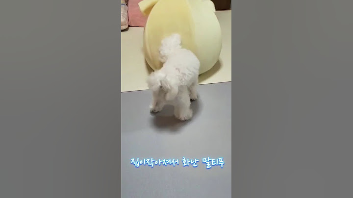 집이 작아 화난 강아지#귀여운강아지반응 #폭풍성장　#怒る犬