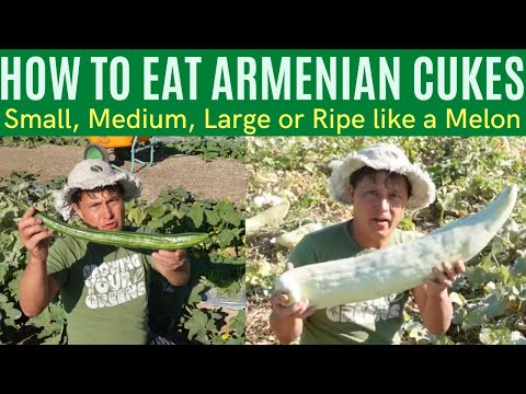 Video: Armenian Cucumber Melons: Kawm Txog Armenian Cucumber Care