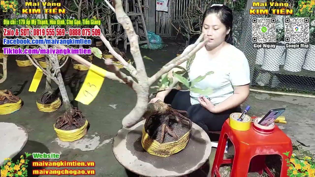 Phôi Mai Thủ Đức Giá Rẻ Bao Ship Bao Sống Toàn Quốc - Mai Vàng Kim Tiền Chợ Gạo