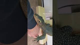 Blue Tail Monitor Varanus Doreanus Lizard