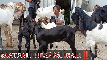 Full materi dari cempe,jemoko hingga induk jumboan lues2 dikandang NASERFARM Wonosobo