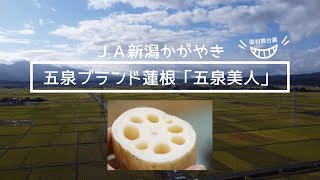 早堀 五泉美人（レンコン）2kg【五泉市産】 | 新潟ごっつぉ産直便