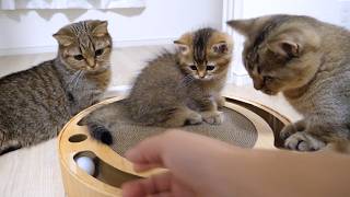 When kitten Maro was playing with a toy that rolled a ball around, cats gathered one after another!