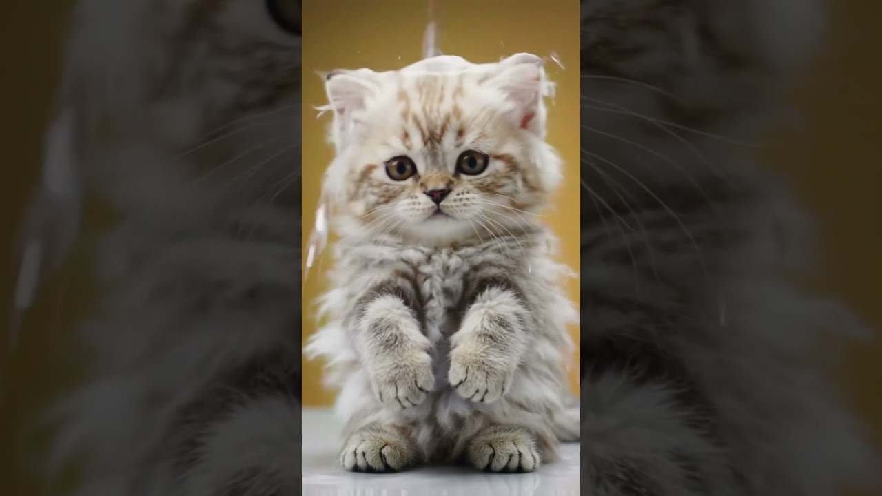 The Drama of Bath Time: A Cat Story 🎭🐾” 