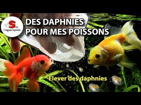 Vidéo: Combien de daphnies donner aux poissons ?