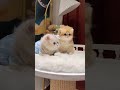 この子猫で心がしあわせになります。 #猫 #子猫 #可愛い
