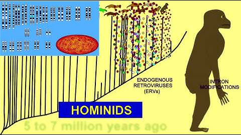 NONCODING DNA REGIONS IN GENOME EVOLUTION