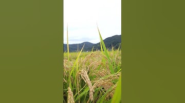 Cảnh đẹp mùa lúa chín #travel #music #museum #beach #kitesurfing