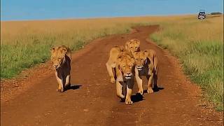 Survey Lion Pride on move | Masaimara | 9 May 2026
