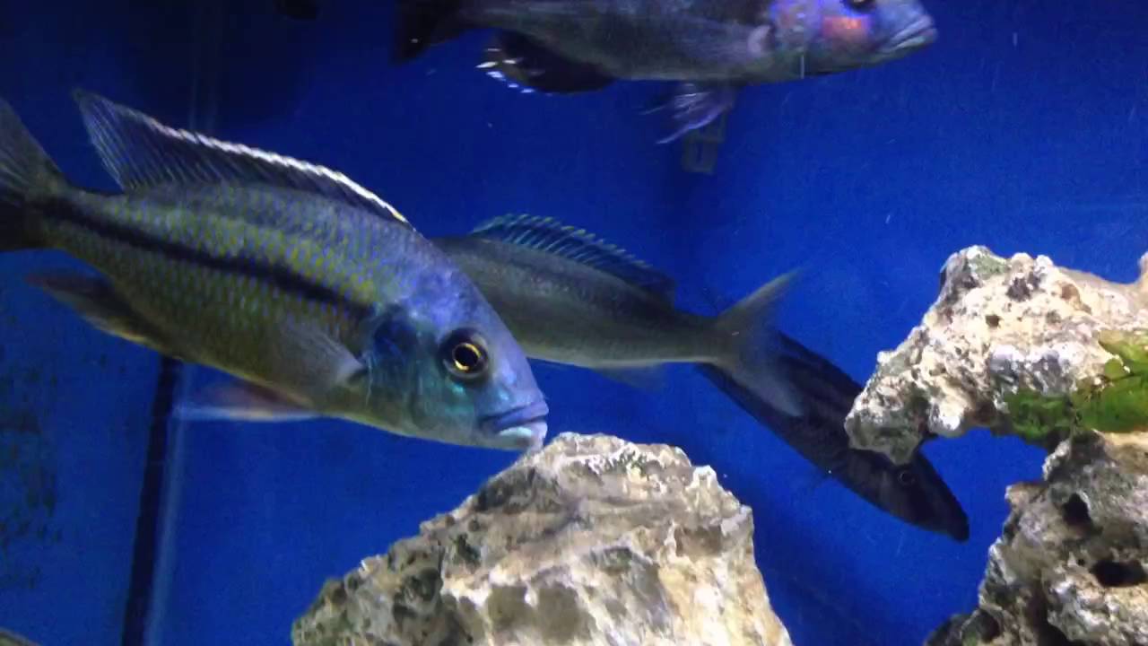 Quick Update | 55 Gallon Malawi Hap Tank