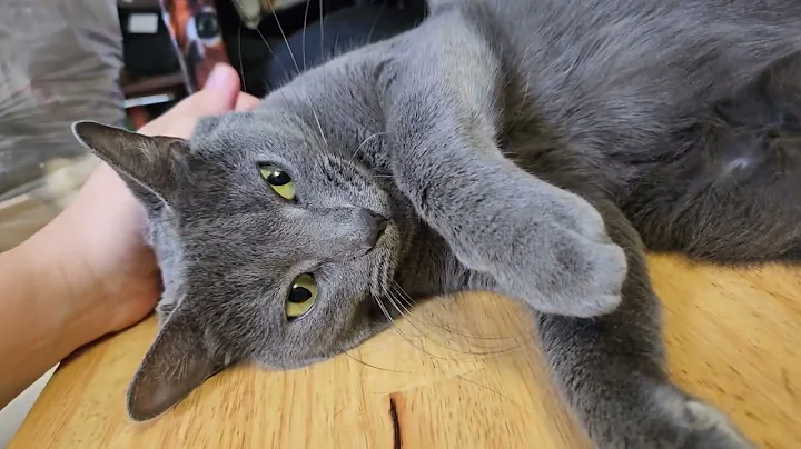 Video 5854201: adorable russian blue cat, sweet russian blue, cute russian blue, russian blue playing, adorable hilarious cat, pets