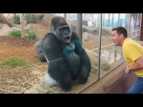 Animals Forgot to Act Normal for 10 Seconds 😂🐾 | Funny Moments Caught on Camera