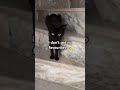 Grandma lied to you 😼 #catshorts #cat #funny #grandma #viralshorts