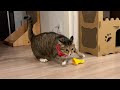 元ボス猫のハイテンションモードがこちら