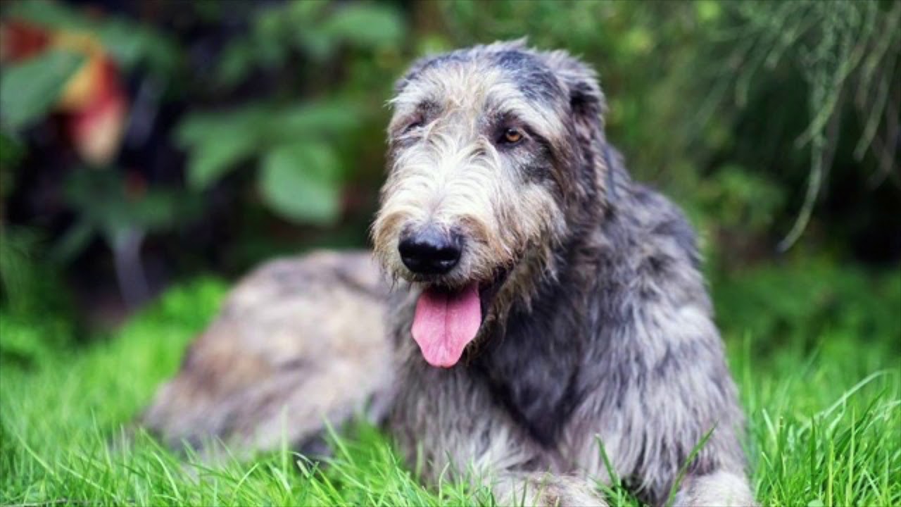 cane irish wolfhound