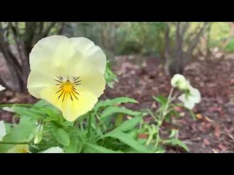 Pansy and Viola Plant Profile