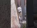 また来てねのポーズが可愛いポポ#バッチリ