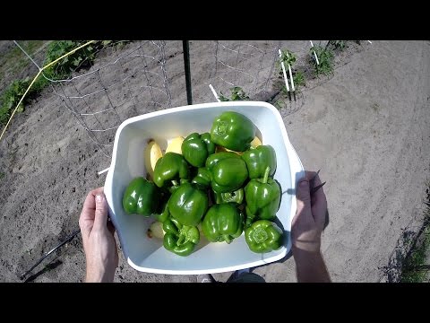 Video: Spring Bed For Early Harvests