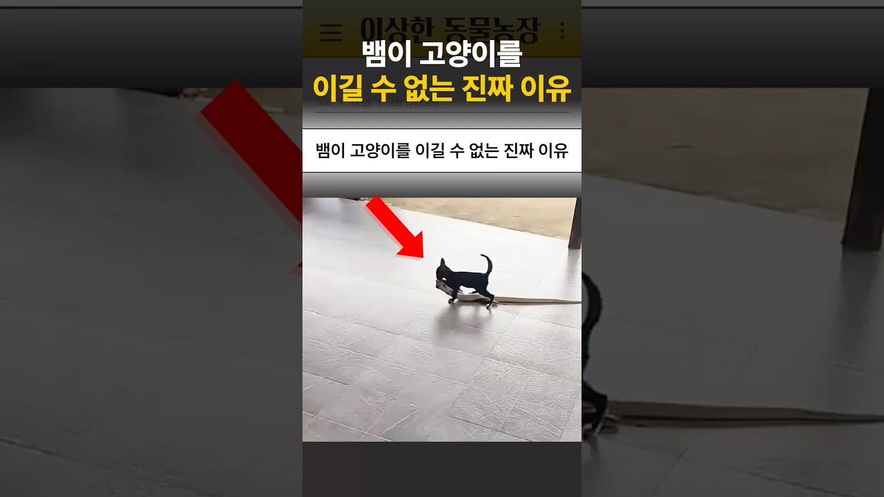 뱀이 고양이를 이길 수 없는 진짜 이유