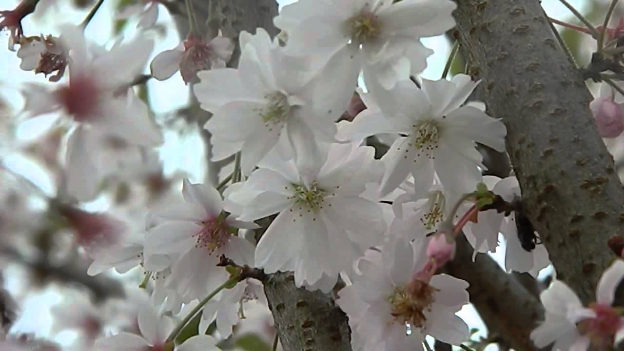 Резултат с изображение за PRUNUS subhirtella Autumnalis