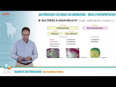 Vidéo: Analyse De La Salmonellose: Méthodes Et Diagnostics De Laboratoire