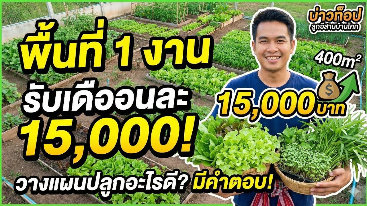 ปลูกผักพื้นที่ 1 งาน สร้างรายได้เดือนละ 15,000 บาท วางแผนปลูกอะไรดี? คลิปนี้มีคำตอบ