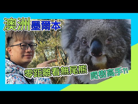 零距離看無尾熊！直擊無尾熊生活 庫巴也好想養一隻無尾熊！
