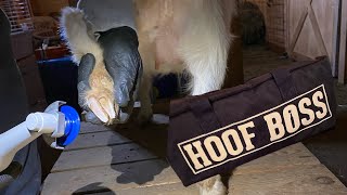 Taking Our Goats Hooves  to the Next Level with The Hoof Boss