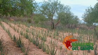 IMÁGENES DEL CAMPO, RECORRIDO EN CAMPOS DE MAGUEY EN URES SONORA